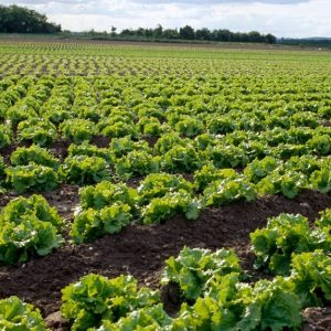 Salade Plein Champs TP