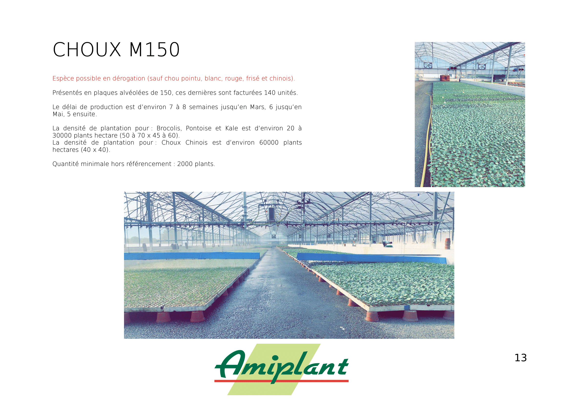 Choux – Image 2