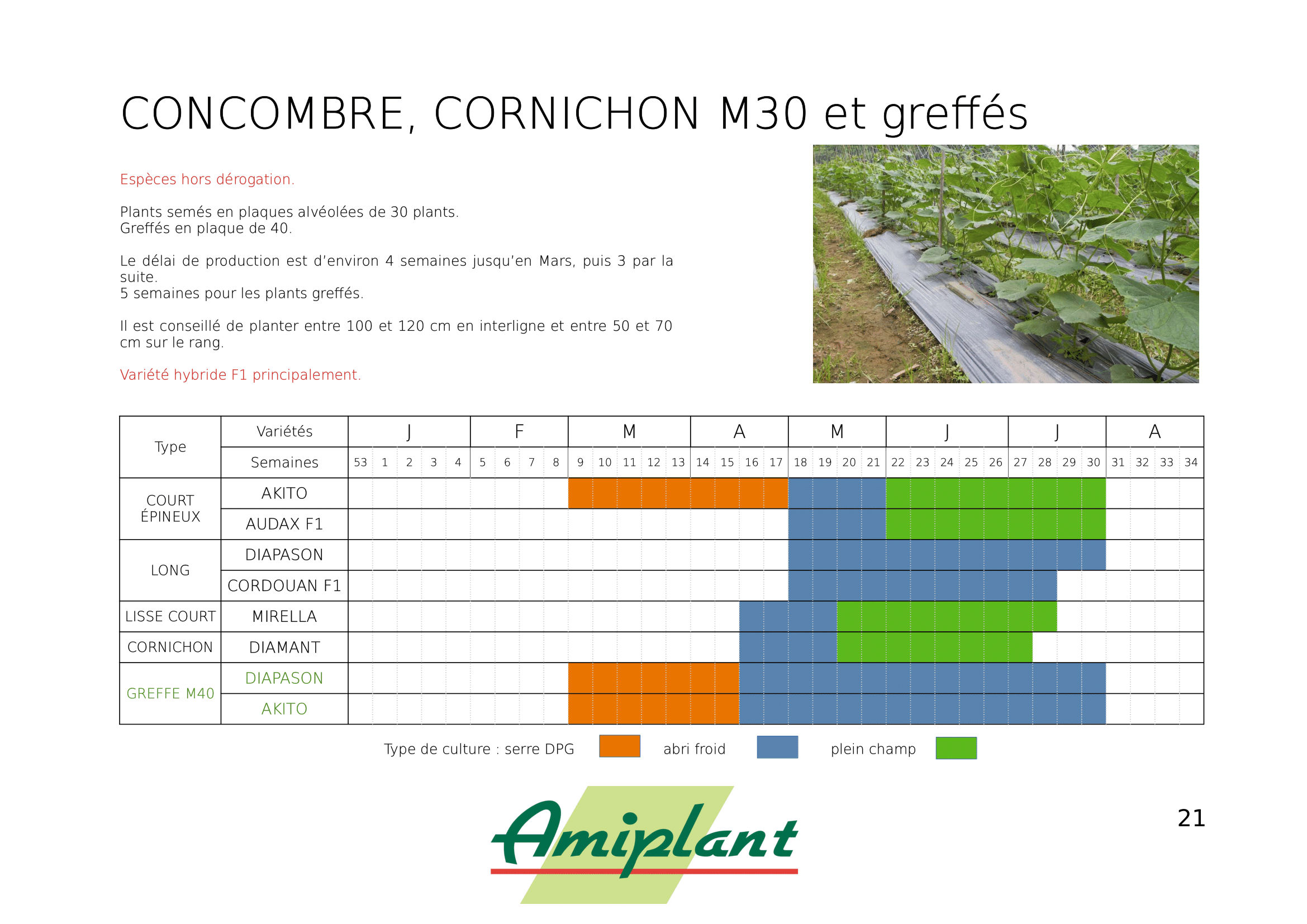 Concombre – Image 2