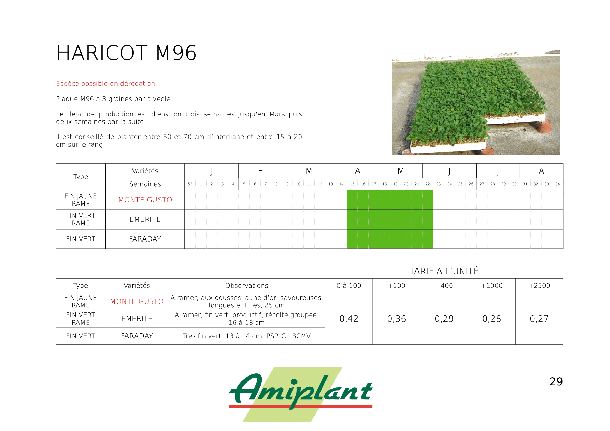 Haricot – Image 2